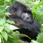 Budget Bwindi Gorilla Trekking Tour