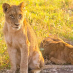 Queen Elizabeth National Park