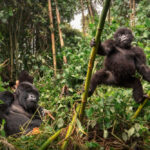 Gorilla Trekking Bwindi forest
