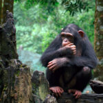 Nyungwe National Park